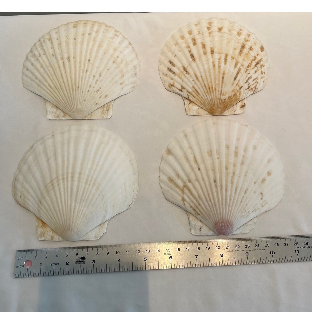 Scallop Shells Set of 4 Nautical Coastal Decor Craft Sea Shells 5" Natural White